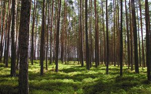 A tall image in portrait view of a thick forest. The trees are lush and there is greenery at their trunks.