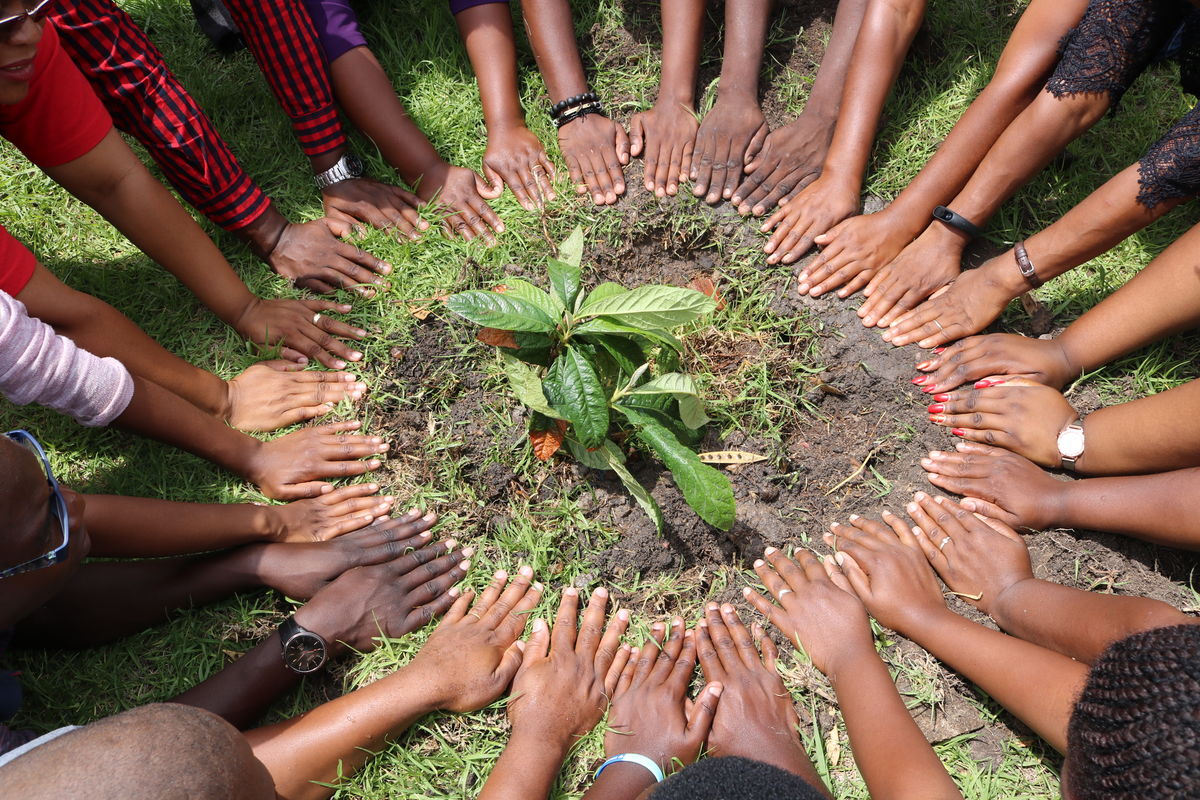 Zimbabwe - hands plant
