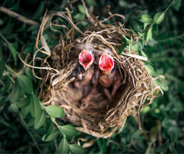 birds nest